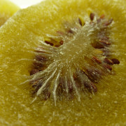 act-kiwifruit-01